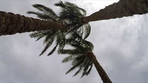 Palm Trees, View From Below Stock Footage 74070454