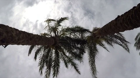 Palm Trees, View From Below. Stock Footage 74070474