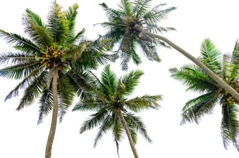 Palm trees view from below, isolated on white background. Stock Photos