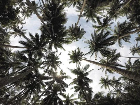 Palm trees view from below Stock Photos