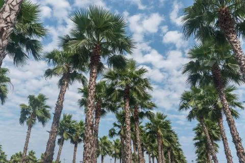 Palm trees view from bottom up to the sky at sunny day. Stock Photos