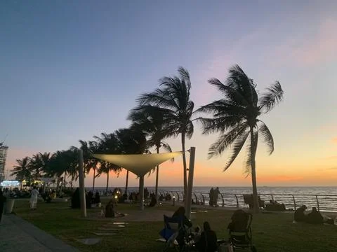 The palm trees view at the evening Stock Photos