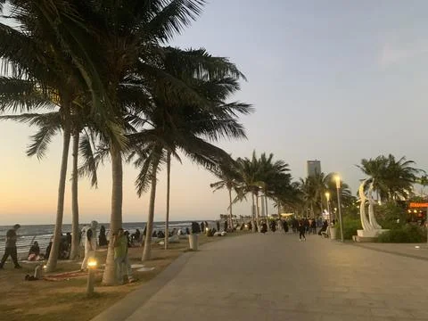 The palm trees view at the evening Stock Photos