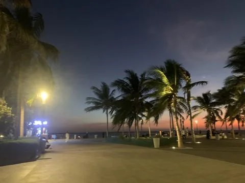Palm trees view in the evening Stockfoto's