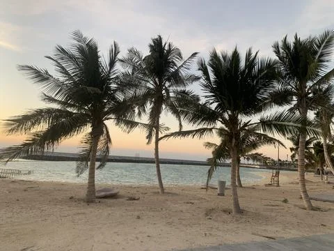 The palm trees view with the ocean Stock Photos