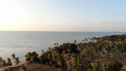 Palm Trees view over Koh Lanta Island, Krabi Province, Thailand Stock Footage 124015624