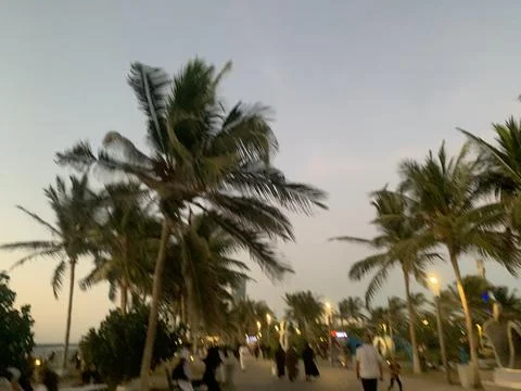 The palm trees view in the park at the evening Stock Photos