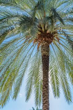 Palm trees view Stock Photos