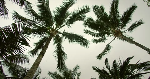 Palm trees viewed from below on an overcast day Stock Footage 306530663