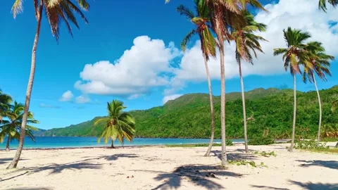 Palm trees on warm sandy beach of Thailand. Stock Footage 317109201