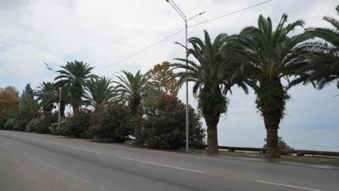 Palm trees on the waterfront Stock Photos