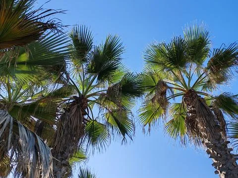 Palm trees on the waterfront seen from below Stock Photos