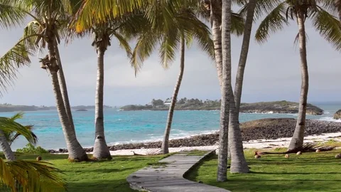 Palm trees with waves crashing on rocks in the Bahamas Stock Footage 72758096