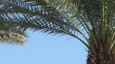 Palm Trees waving in the Breeze 스톡 동영상 82589920