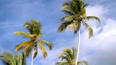 Palm trees waving in caribbean wind Stock-Footage 102385127