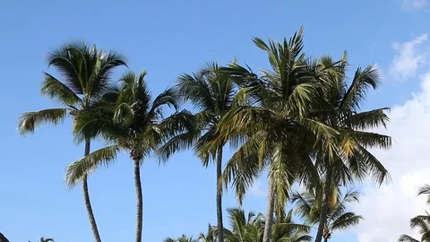 Palm trees waving in caribbean wind Stock-Footage 102446596