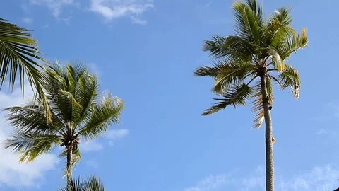 Palm trees waving in caribbean wind Stock-Footage 102446776