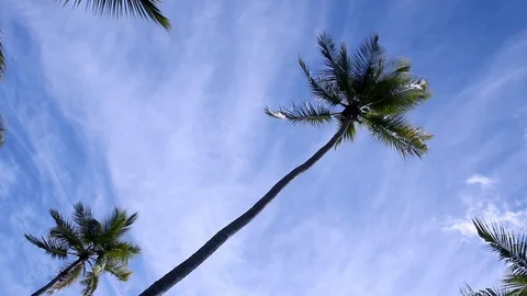 Palm trees waving in caribbean wind Stock-Footage 102446786