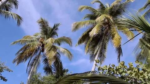 Palm trees waving in caribbean wind Stock-Footage 102446814