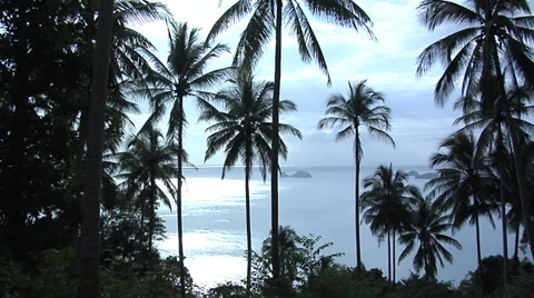 Palm Trees at the West Side of Koh Samui Stock Footage 38609759
