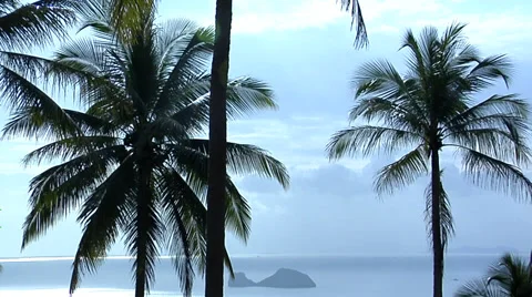 Palm Trees at the West Side of Koh Samui Video stock 38609774