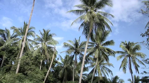 Palm Trees at the West Side of Koh Samui Stock Footage 38609785