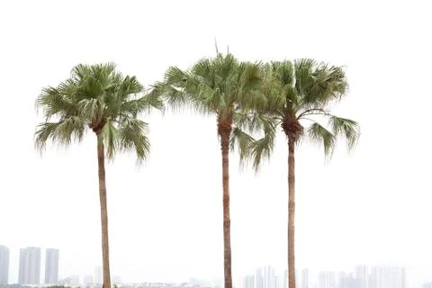 Palm trees on white background Foto stock