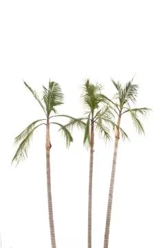 Palm trees on white background Stock Photos