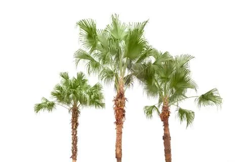 Palm trees on white background Stock Photos