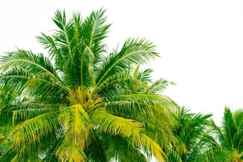 Palm trees on white background Stock Photos