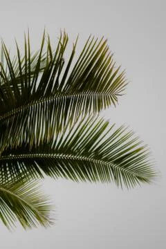 Palm trees with white background Stock Photos