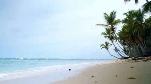 Palm trees on white beach Stock Footage 230162260
