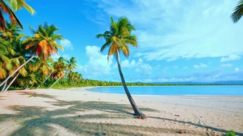 Palm trees on white sand beach against bright sky. Travel to tropical paradise. Stock Footage 282509648