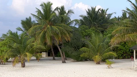 Palm trees on the white sand Stock Footage 104088316