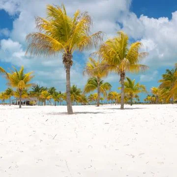 Palm trees on the white sand Stock Photos