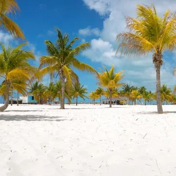 Palm trees on the white sand Stock Photos