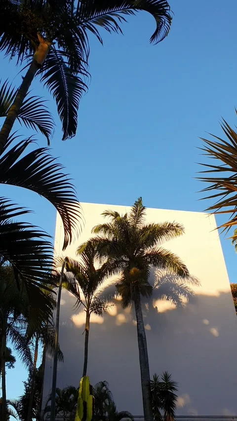 Palm trees on a white wall with blue sky. Stock Footage 303412823