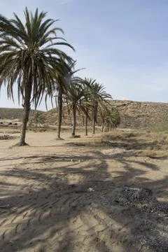 Palm trees in wild beach Stockfoto's