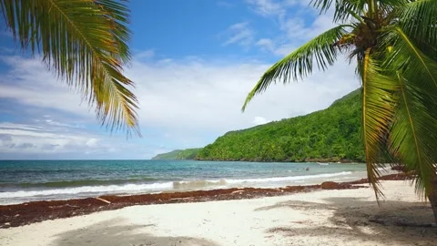Palm trees on a wild pristine palm beach with turquoise sea and white big waves. Stock Footage 245273787