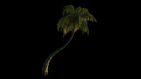 Palm trees in the wind, 3d animation with alpha channel Stock Footage 84828847