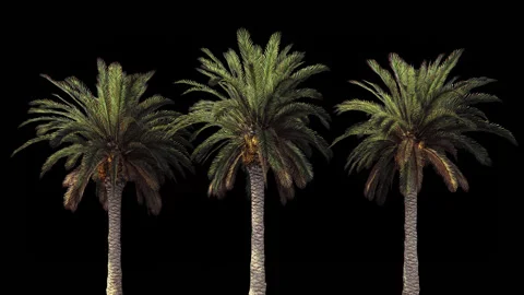 Palm trees in the wind.With alpha channel. Codec-PNG Alpha. Beautiful summer Stock Footage 99944245
