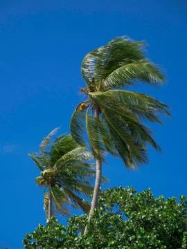 Palm trees in the wind. Bali. Stock Photos
