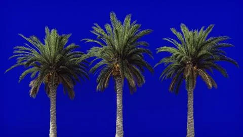 Palm trees in the wind on blue screen. Beautiful summer background. 3D Rendering Stock Illustration