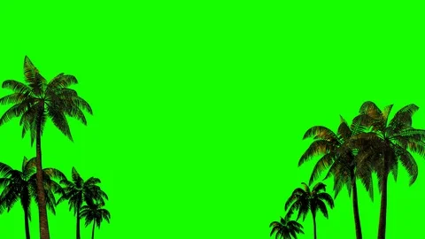 Palm trees in the wind for chromakey with alpha channel on a green background. Stock Footage