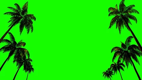 Palm trees in the wind for chromakey with alpha channel on a green background. Stock Footage 127815770