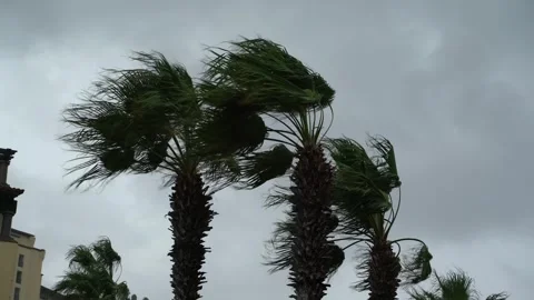 Palm trees in the wind during storm with scary dark sky Stock Footage 248477309
