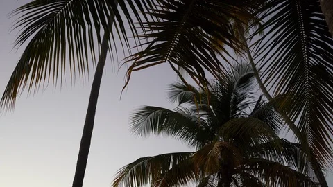 Palm trees in the wind at dusk Stock Footage 105871802
