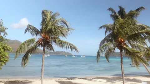 Palm trees in wind on empty sand beach Stock Footage 160897396