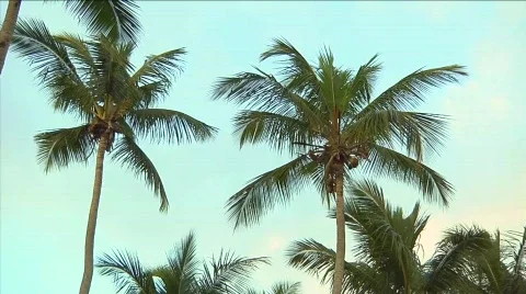 Palm Trees in the Wind 库存影片 645615
