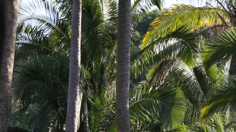 Palm trees in the wind Stock Footage 947874